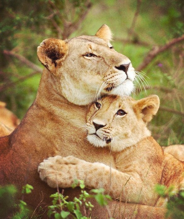 amor y cuidado