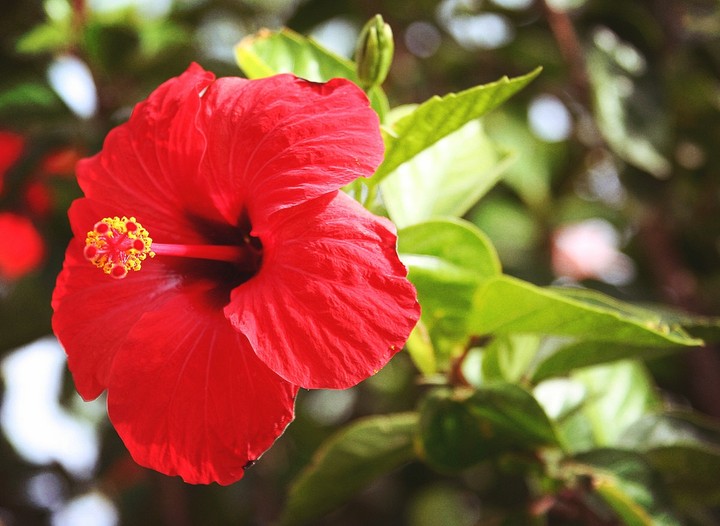 flower