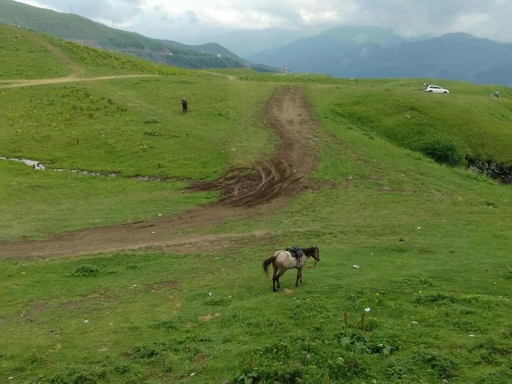 Одинокая лошадь