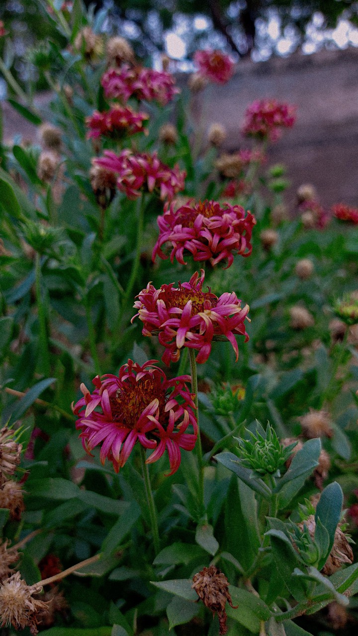 flower