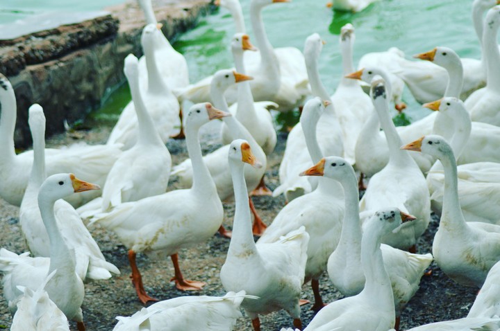 ducks