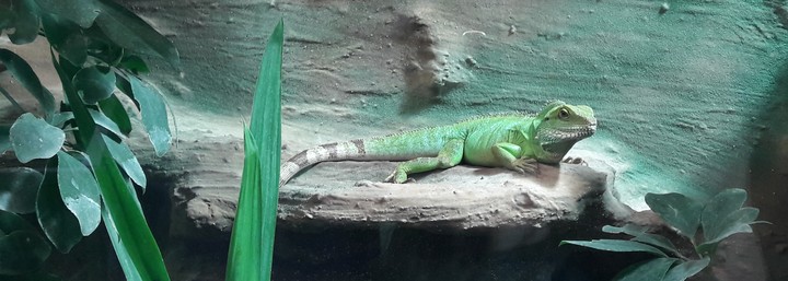leguan