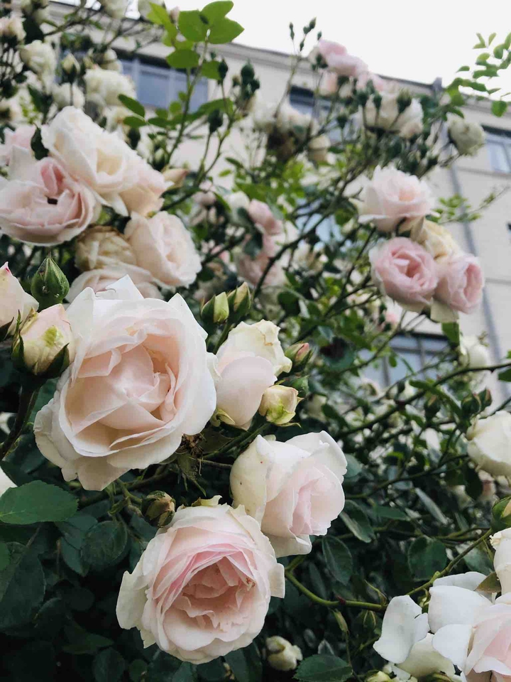 ✨