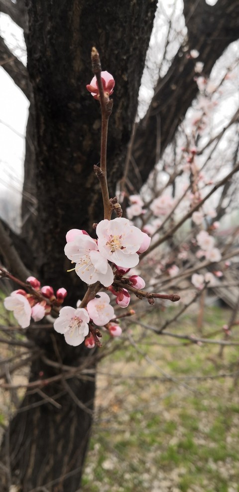 Little apricot