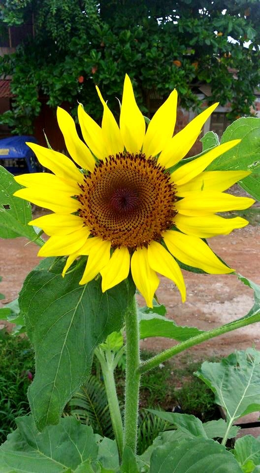 girasol