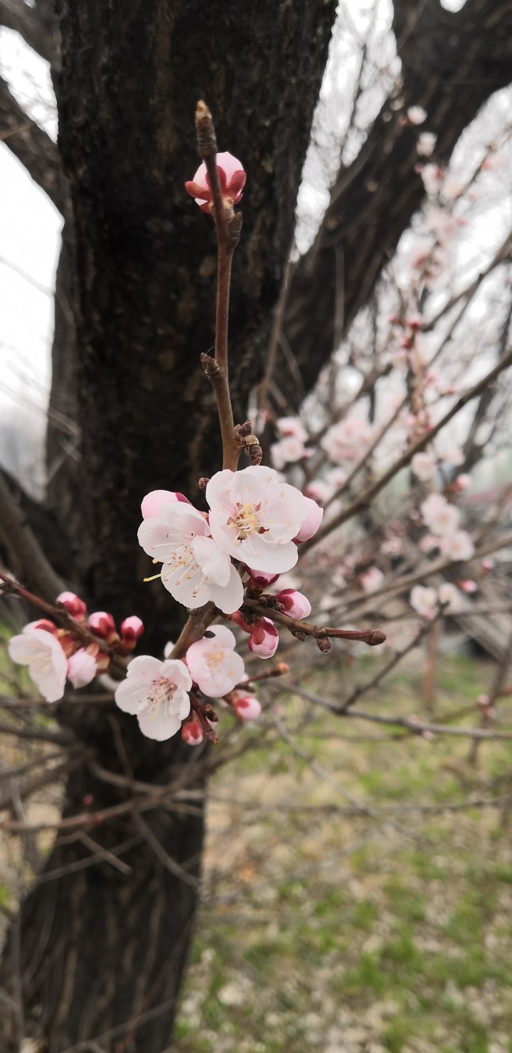 Little apricot