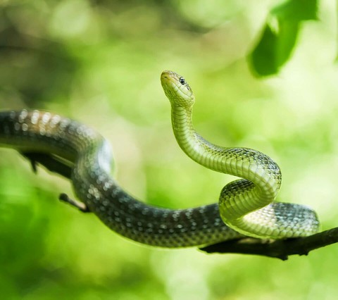 snake