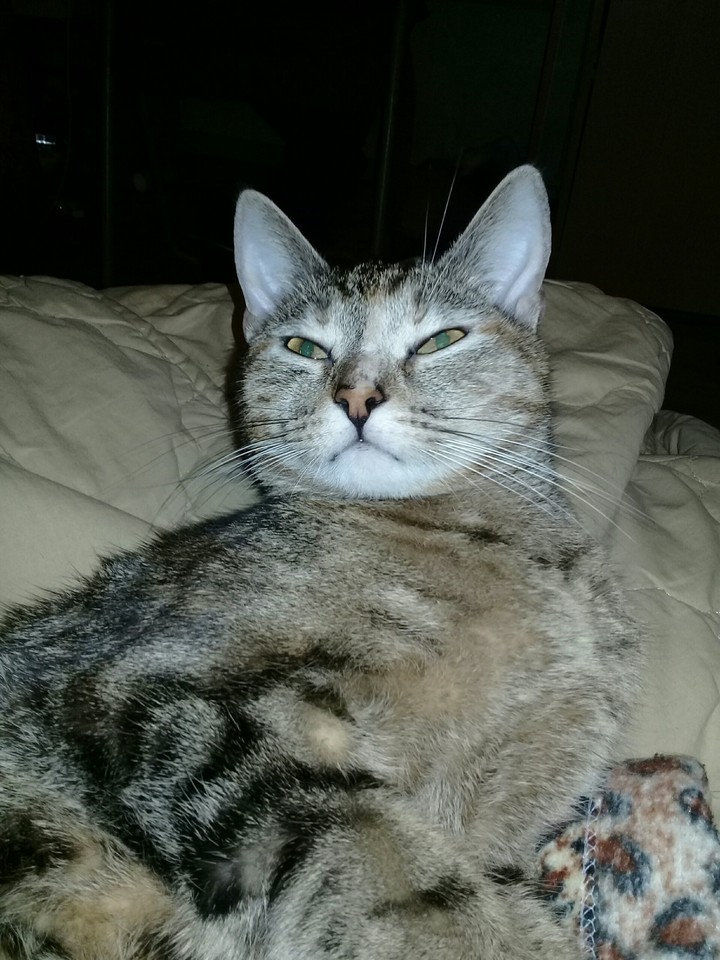 Cat Bonita