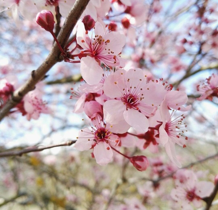 Spring
