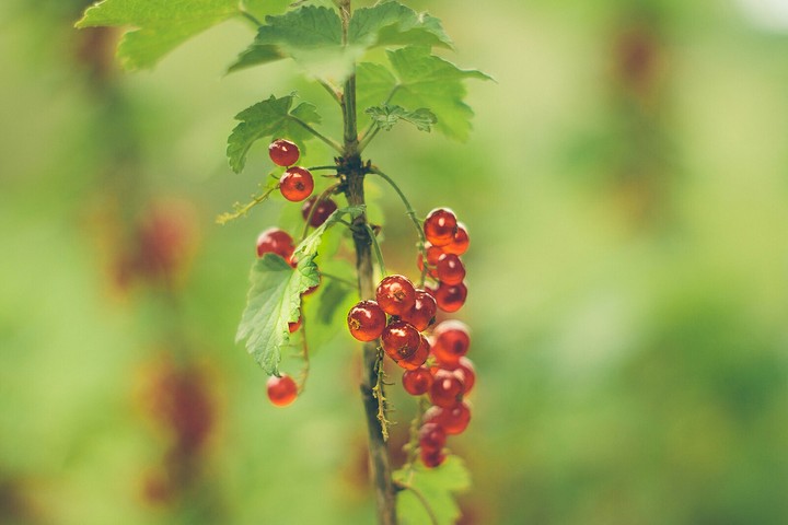 berries