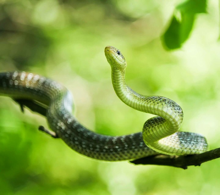 snake