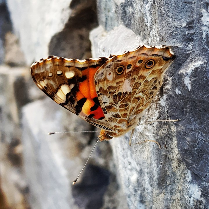 butterfly