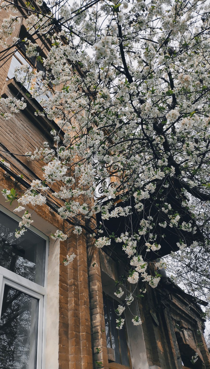 the blossom of the spring