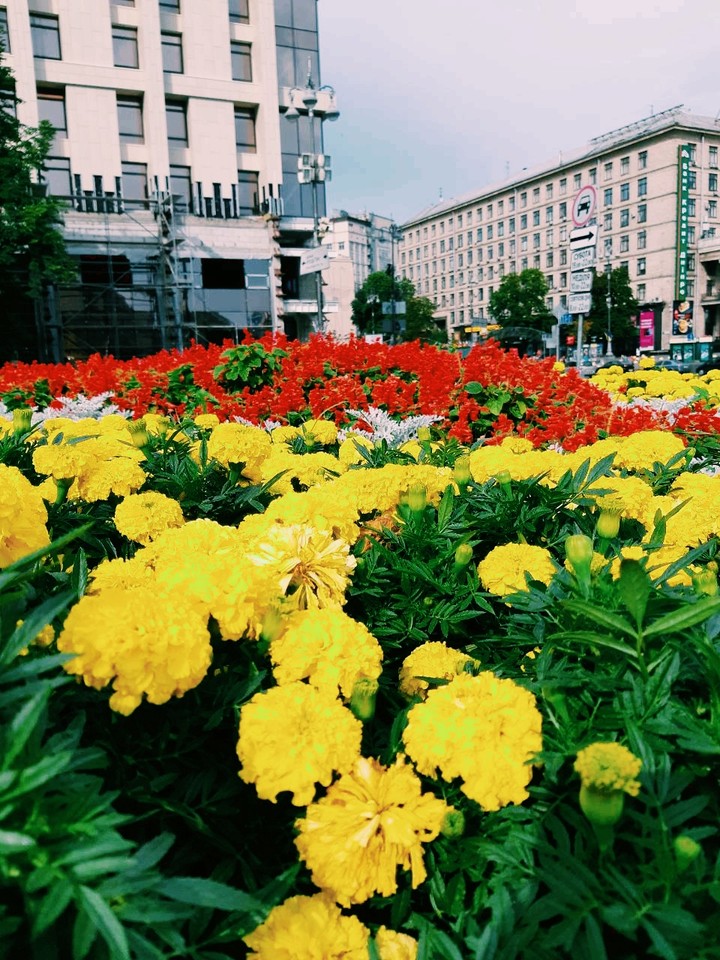 Киевские клумбы