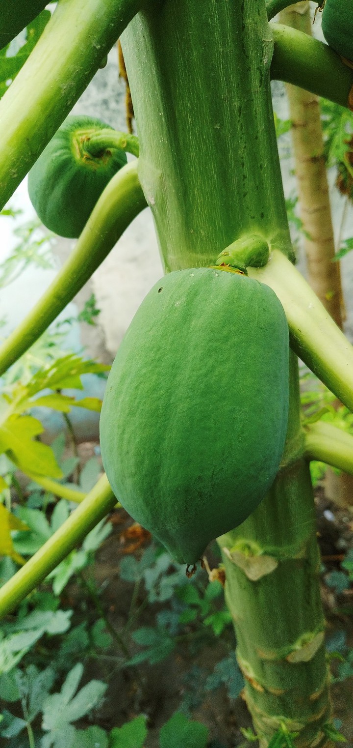 fruit???? papaya