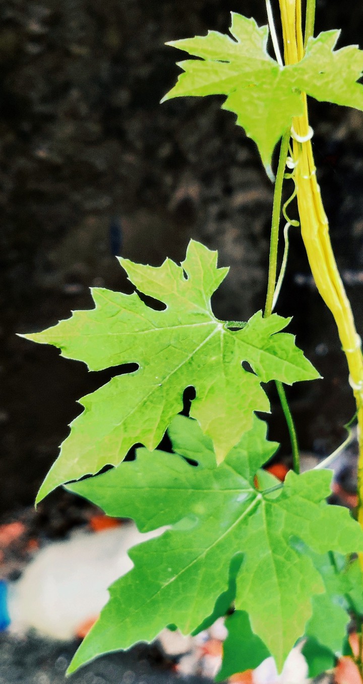 Green Plant