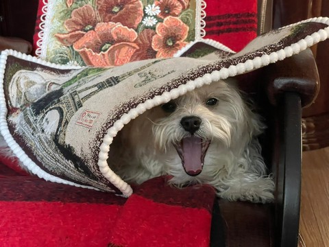 обои snout, dog