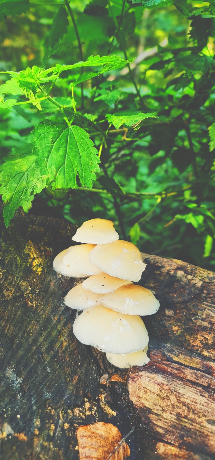 Mushroom's birthplace