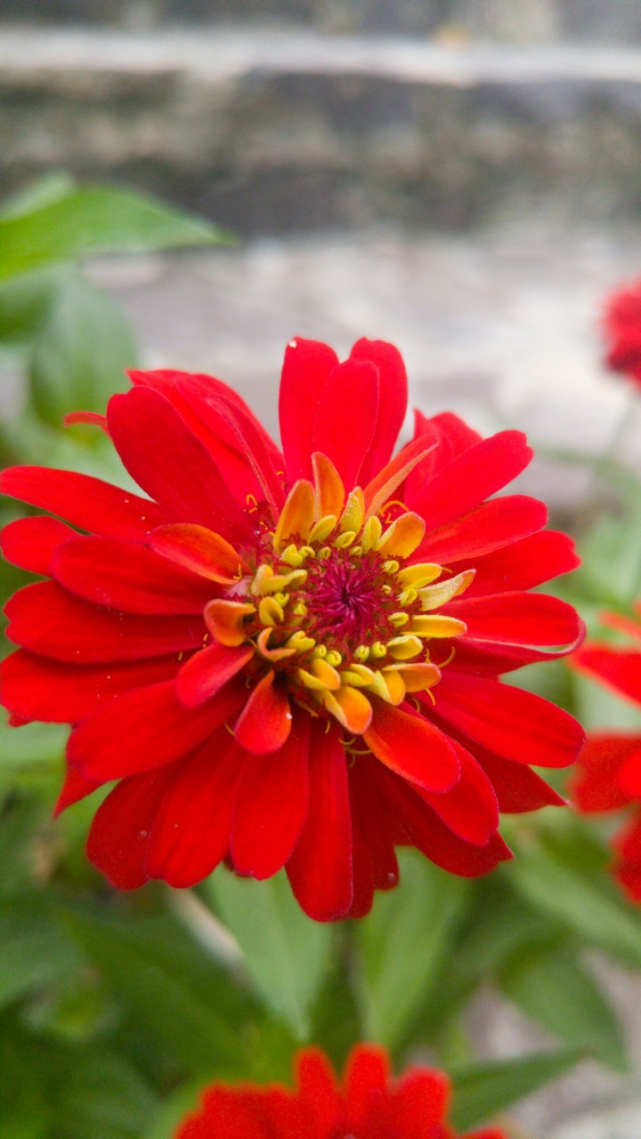 flowers