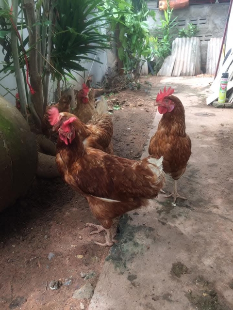 beak, Rooster wallpapers