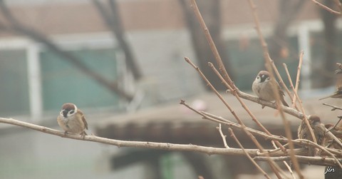 Tail, cute Hintergrundbilder