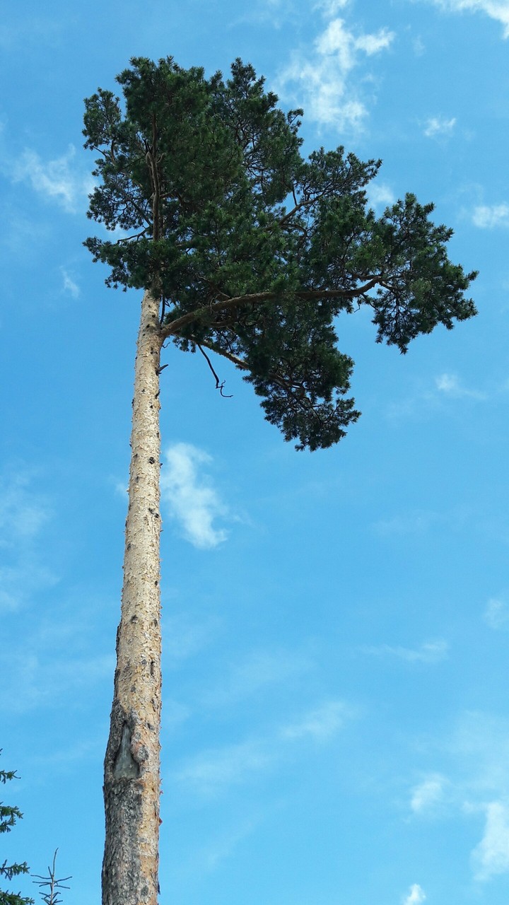 A lonely pine-tree