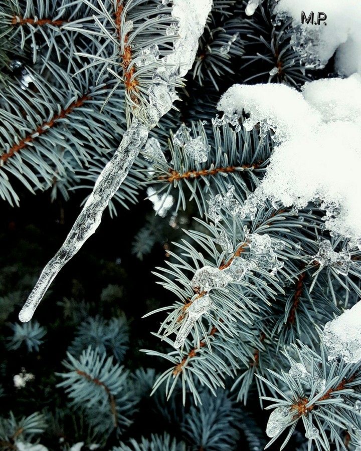 Ice on the pine.
