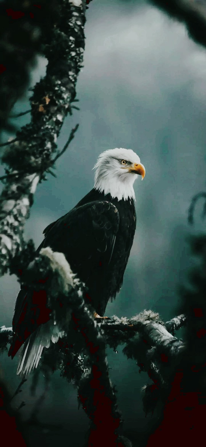 eagle
