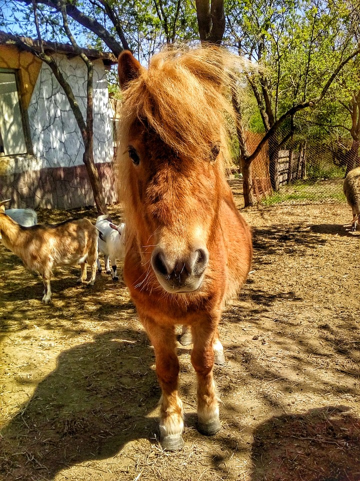 pony