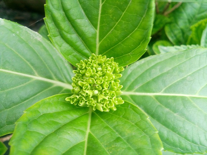 flower