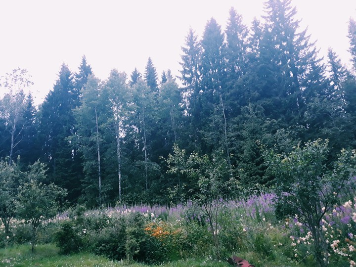forest
