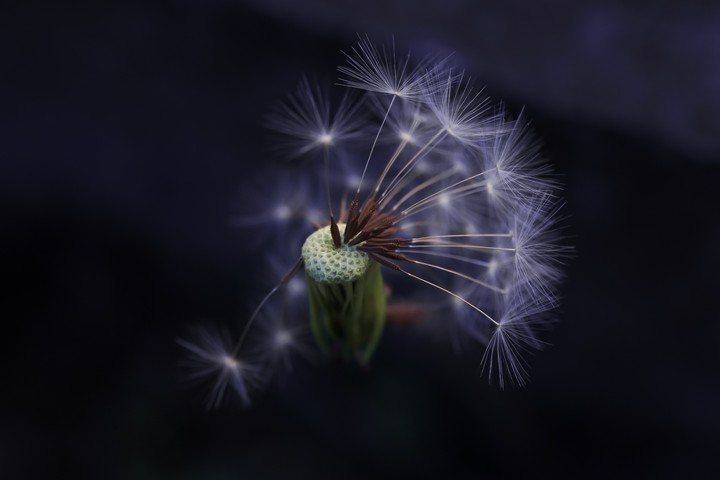 dandelion