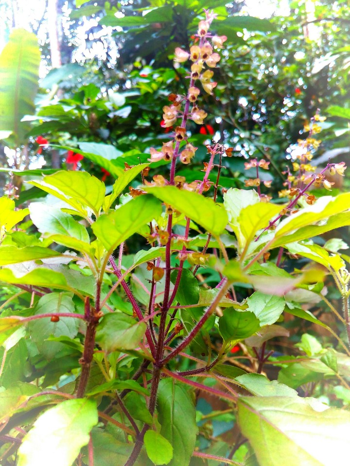 thulasi