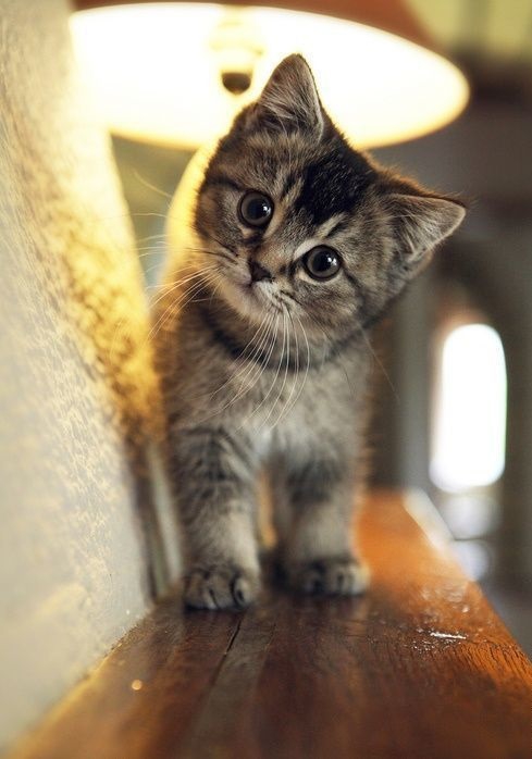 кот