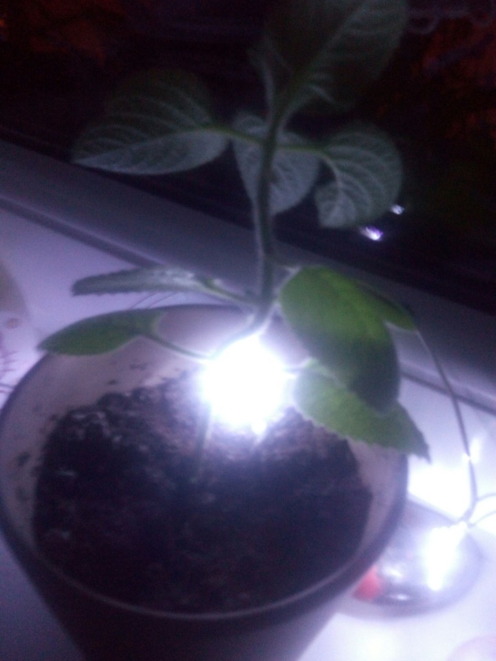 Night light with plant :D.