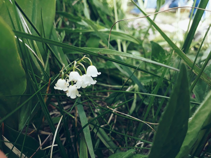 #flowers#summer#