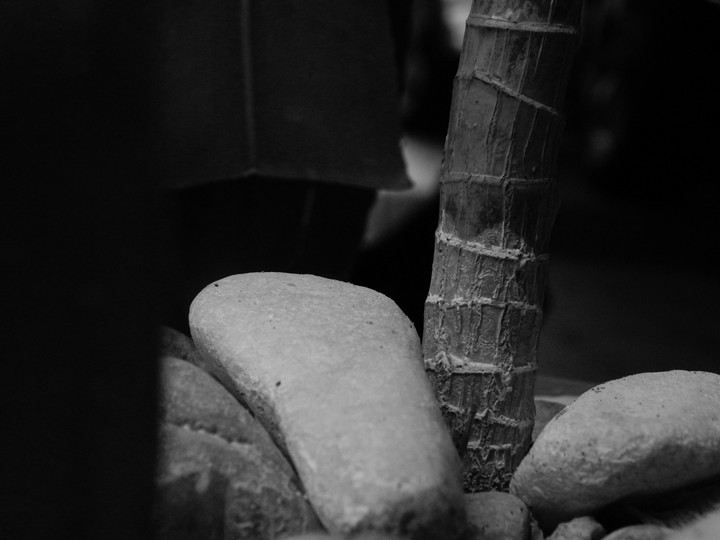 #plant #planta #photography #mine