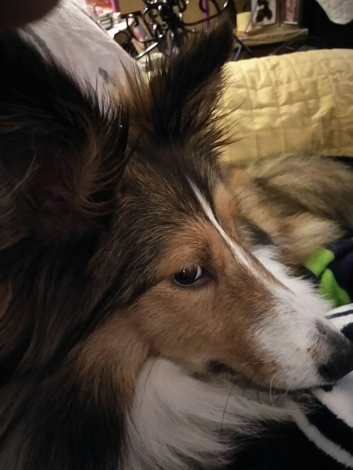 Seriously Do I have to, Sheltie Thoughts