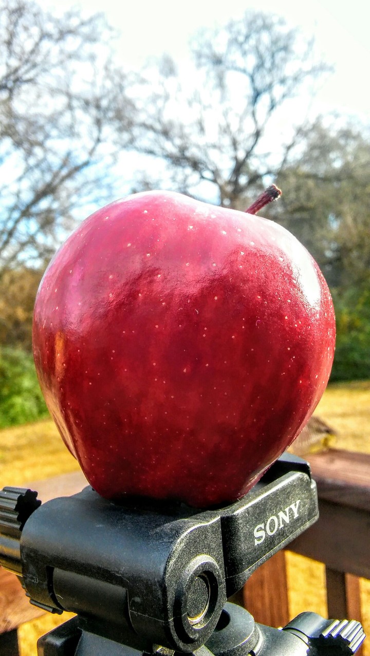an apple on a camera holder