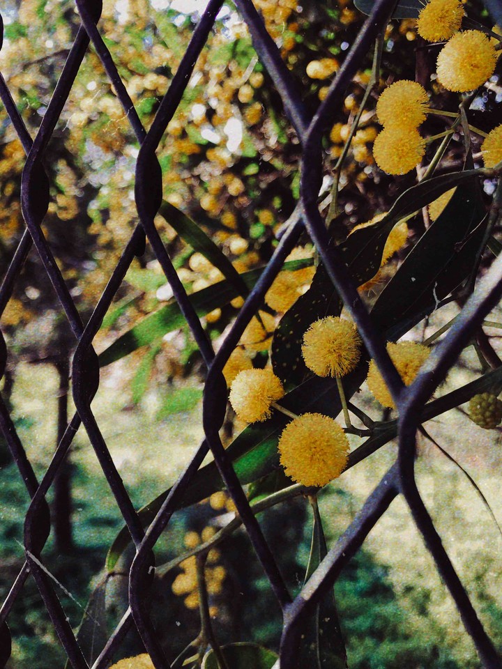 WELCOME SPRING