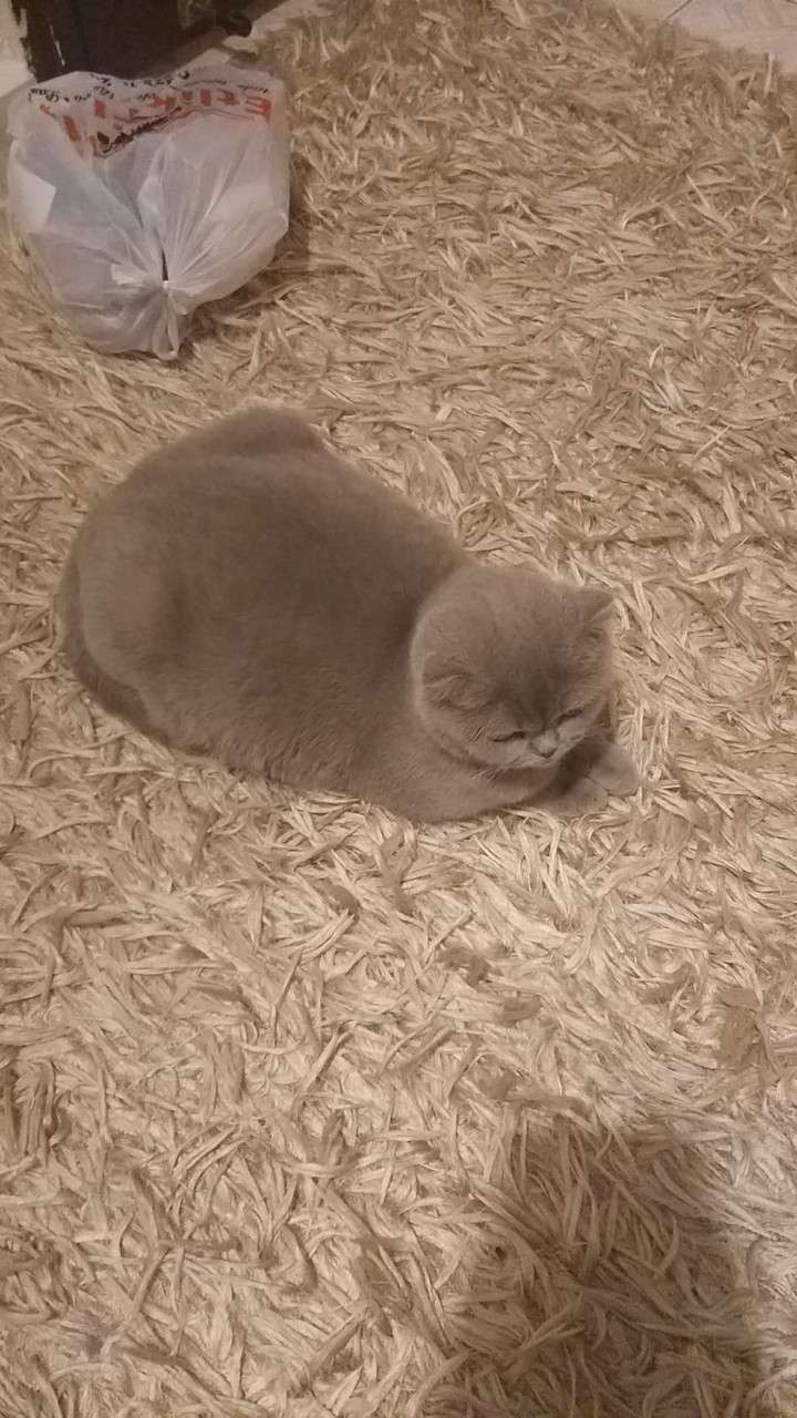 kedi