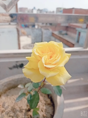 rose