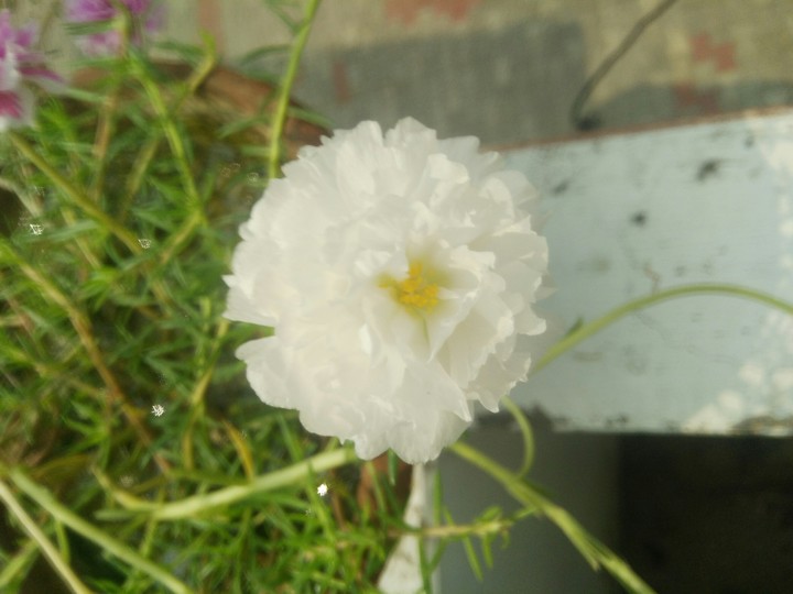 same flower