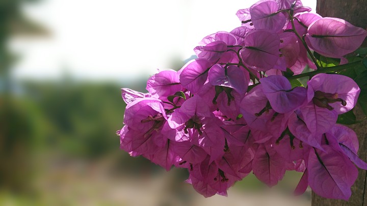 Macro shot in the mountains of Mersin, Turkey.