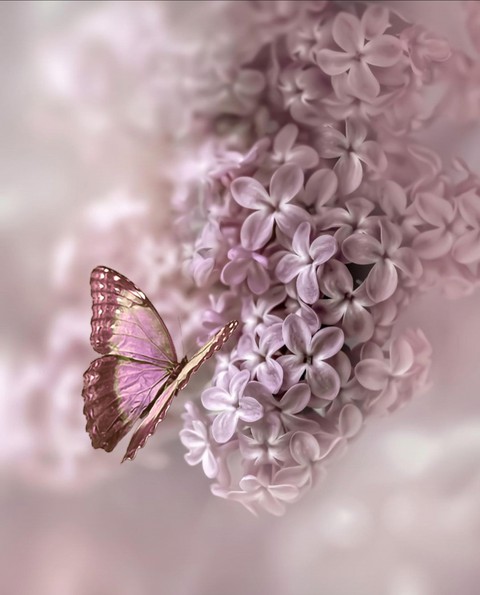 Lilac