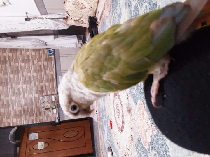 ندحلتل