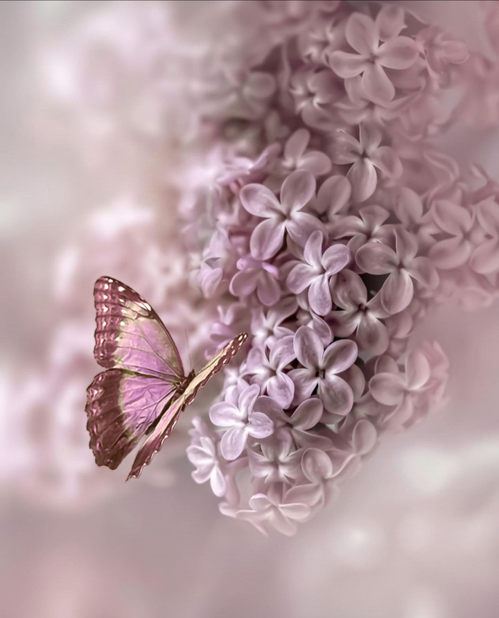 Lilac