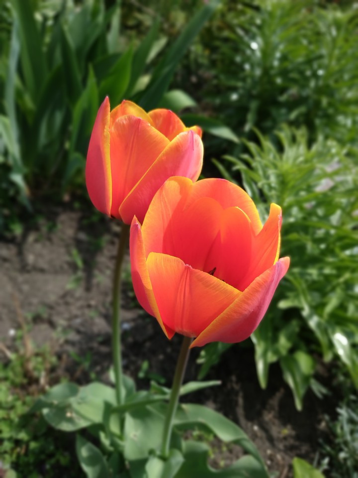 tulips