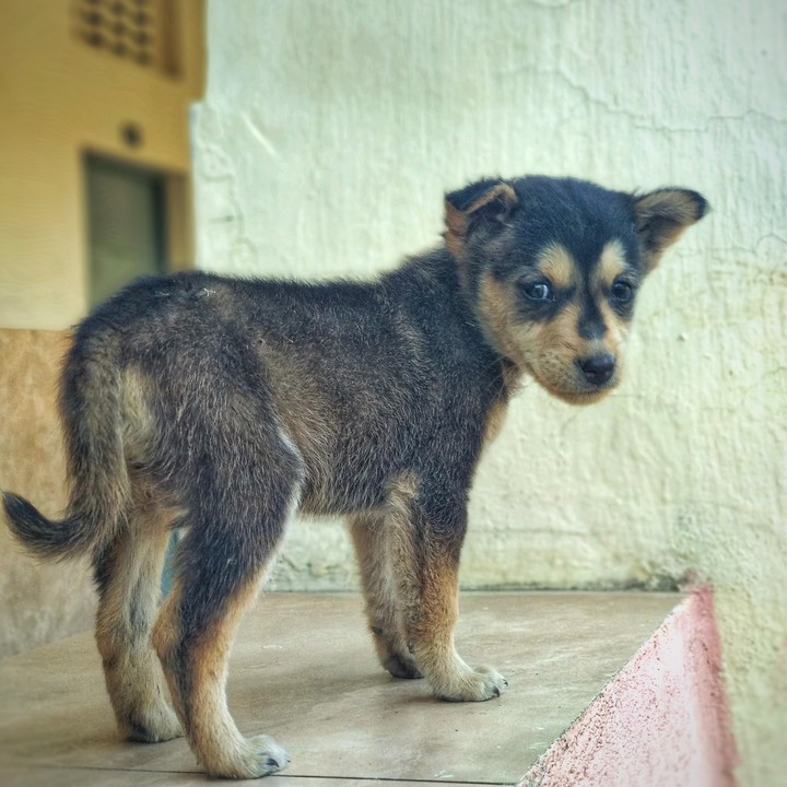 cute Puppy
