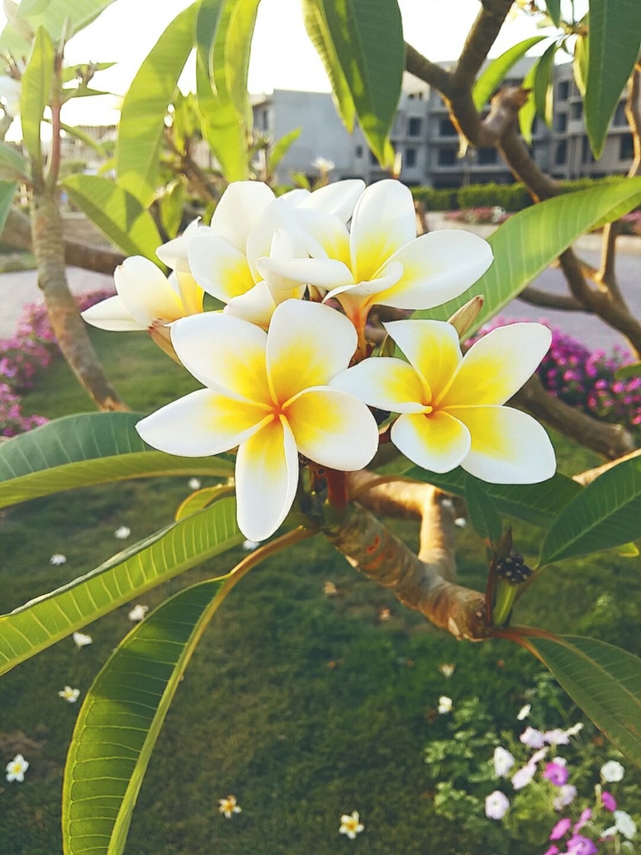 magnolia